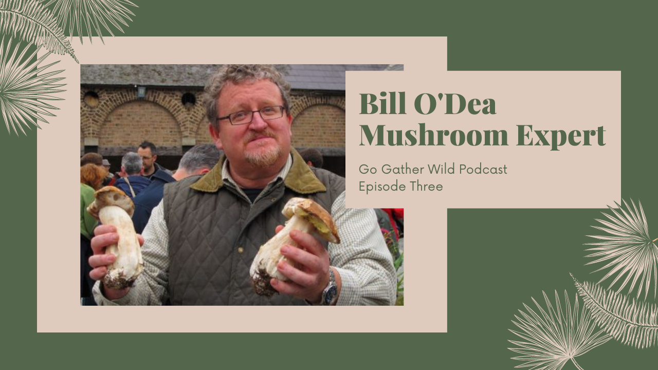Go Gather Wild Podcast Bill O'Dea Mushroom Foraging Expert