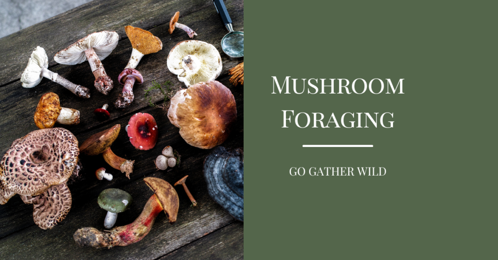 Foraging mushroom guide Go Gather Wild