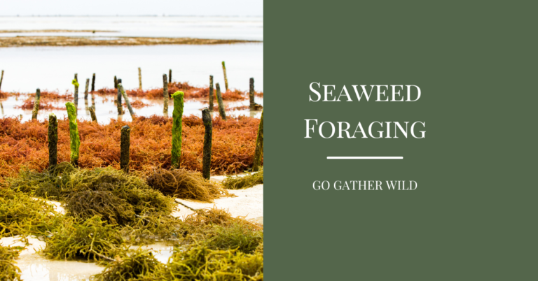 Foraging Seaweed Go Gather Wild